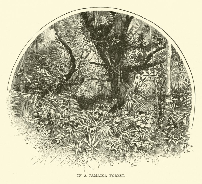 En un bosque de Jamaica de English School