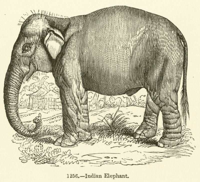 Elefante Indio de English School