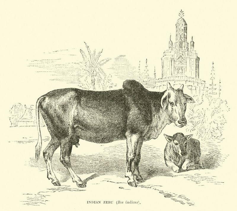 Zebu indio, Bos indicus de English School