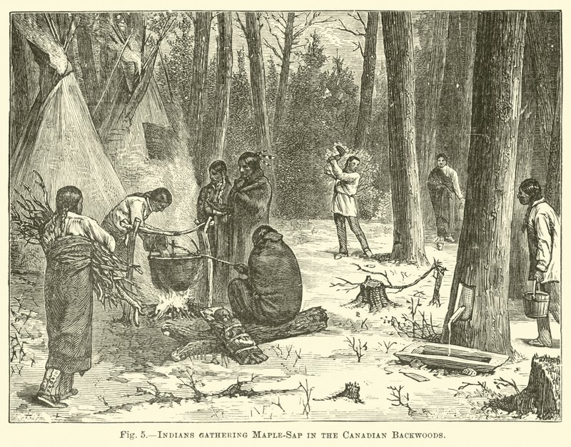 Indios recolectando savia de arce en los bosques canadienses de English School