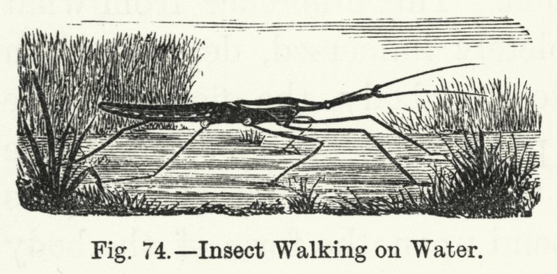 Insecto Caminando sobre el Agua de English School
