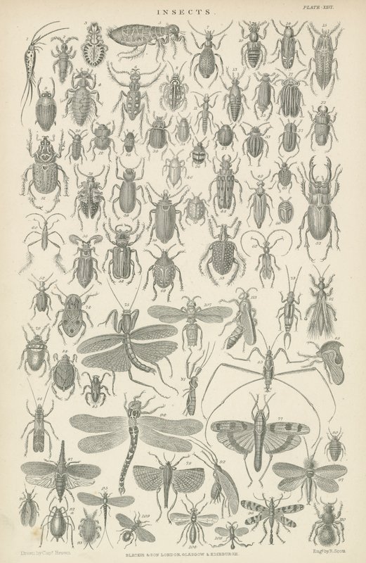 Insectos (grabado) de English School