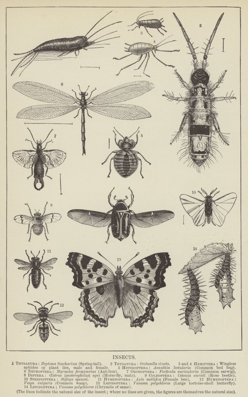 Insectos de English School