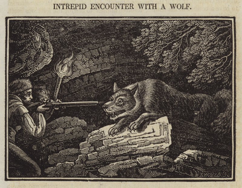 Encuentro intrépido con un lobo de English School
