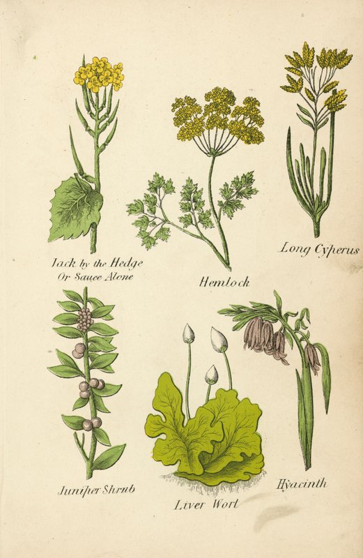 Jack by the Hedge Or Sauce Alone, Hemlock, Long Cyperus, Juniper Shrub, Liver Wort, Hyacinth (litografía en color) de English School