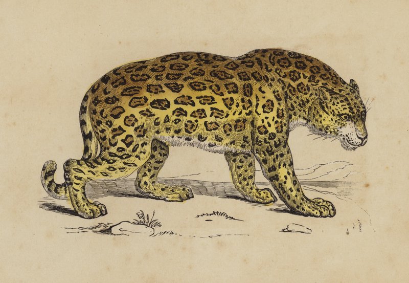 Jaguar de English School