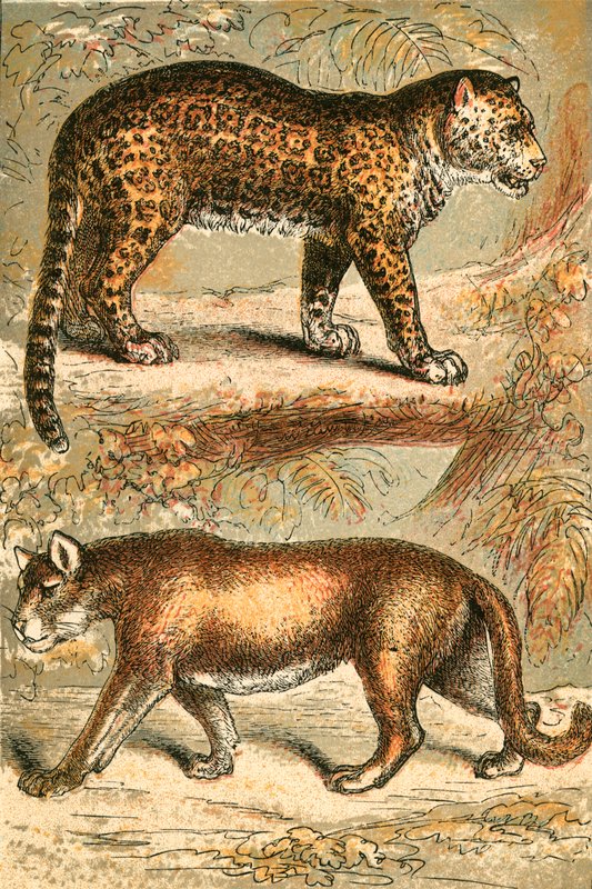 Jaguar y Puma de English School