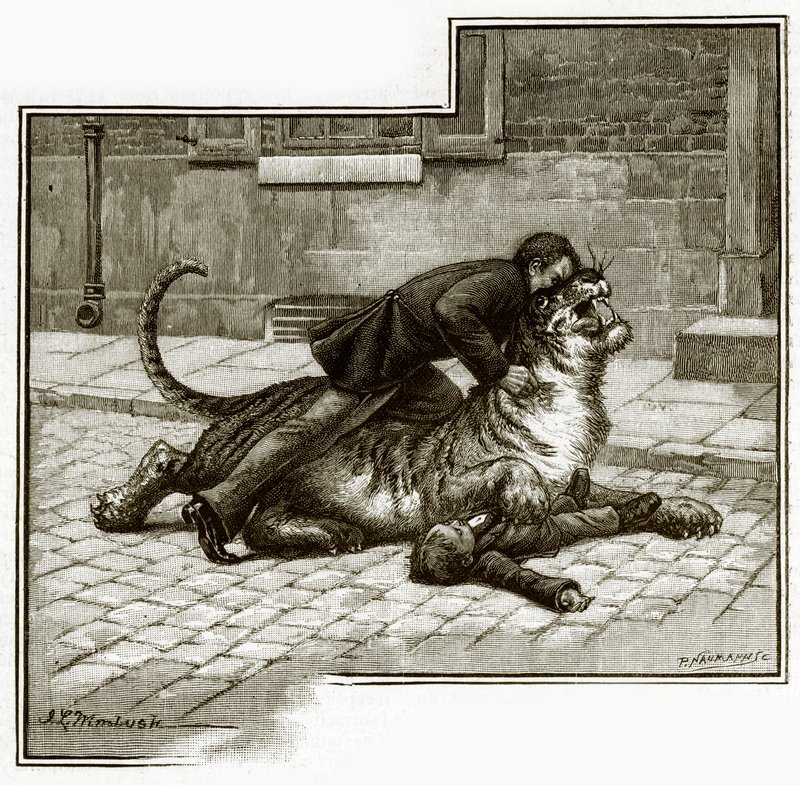 Jamrachs - enfrentando al tigre de English School