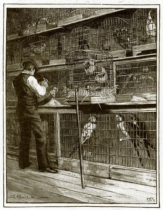 Jamrachs, el aviario de English School