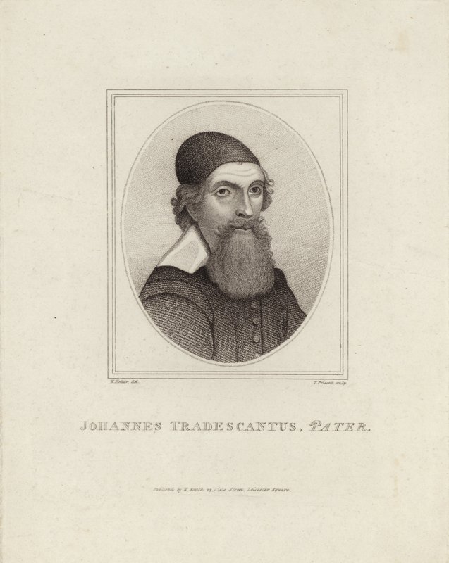 Johannes Tradescantus Pater de English School