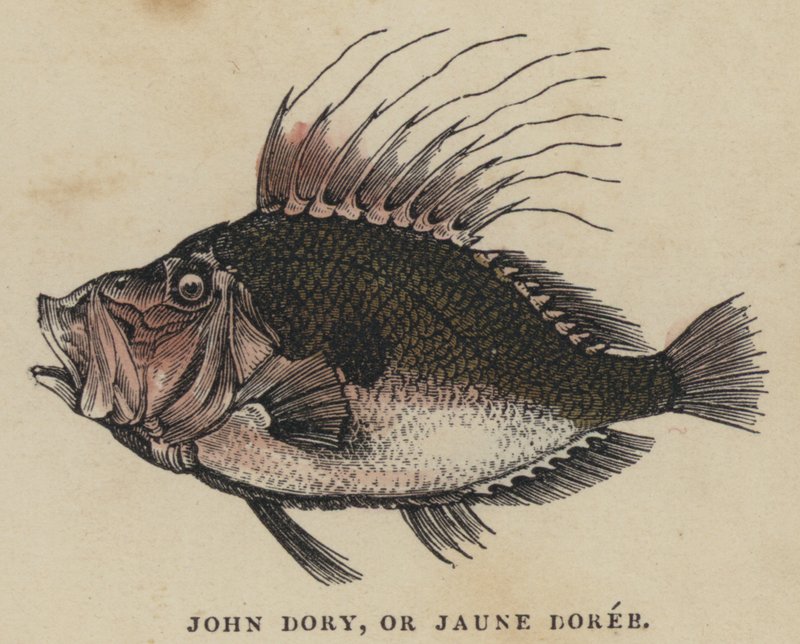 John Dory, o Jaune Dorée de English School