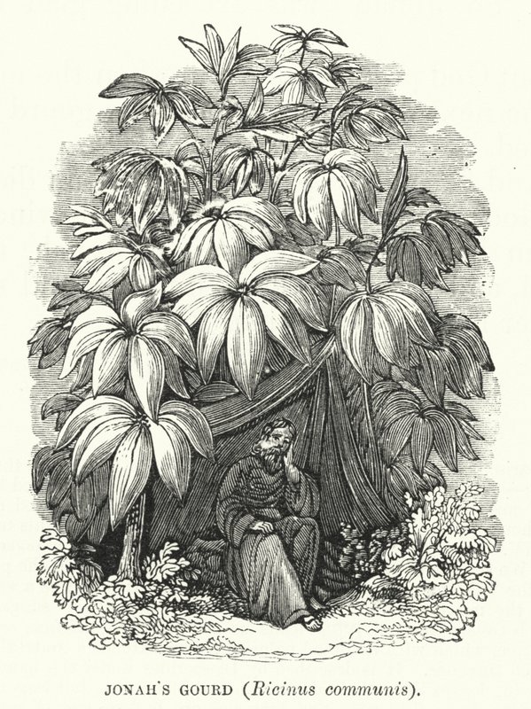 Calabaza de Jonás, Ricinus communis de English School