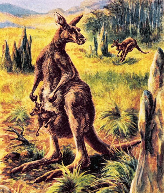 Canguro de English School