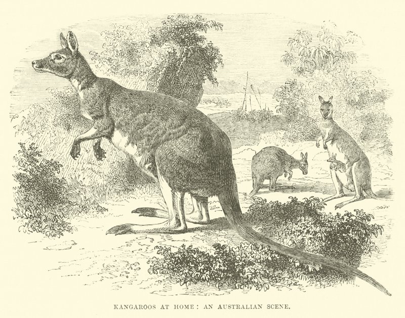 Canguros en casa, una escena australiana de English School