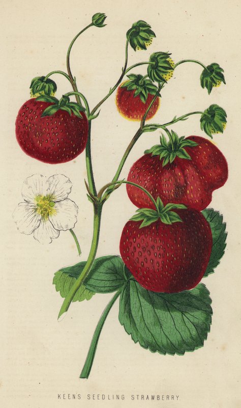 Fresa Keen"s Seedling de English School