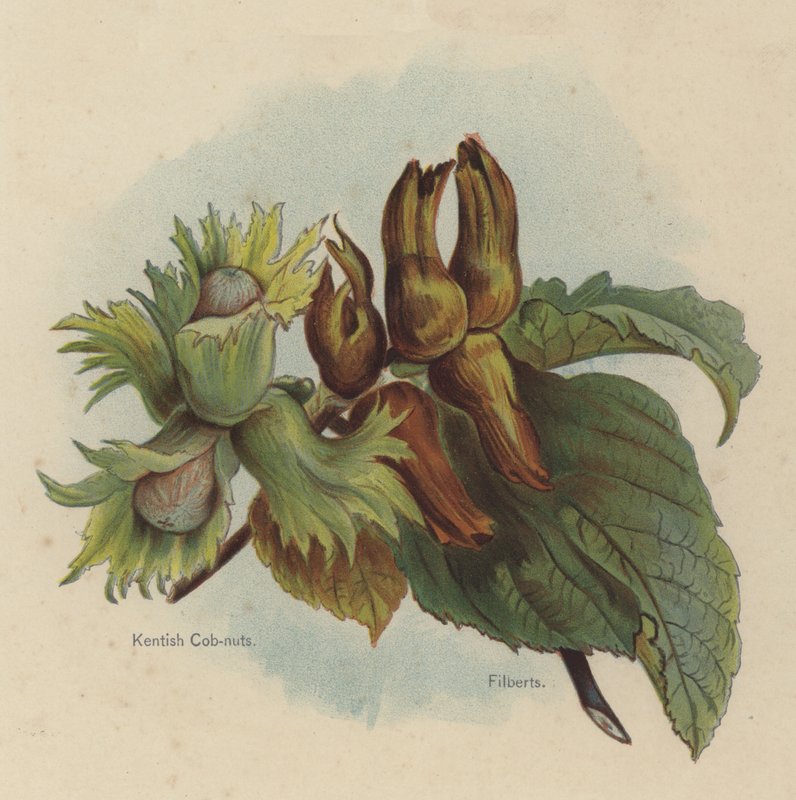 Kentish Cob-nuts, Filberts de English School
