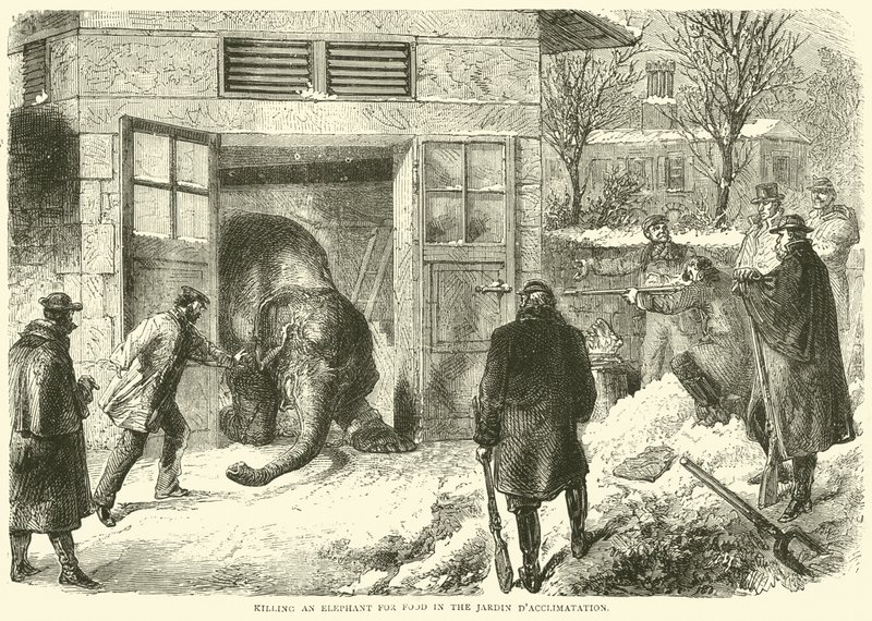 Matando un elefante para comida en el Jardin d
