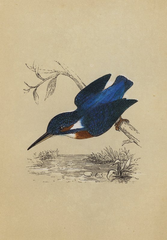 Kingfisher (litografía en color) de English School