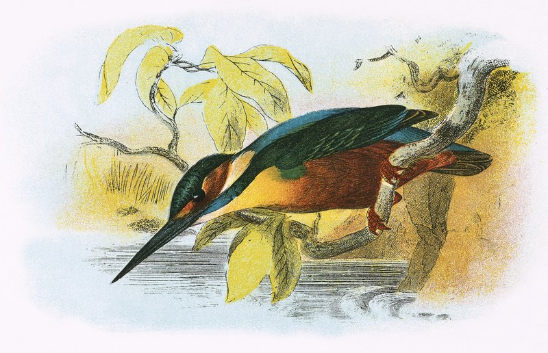 Martín Pescador de English School