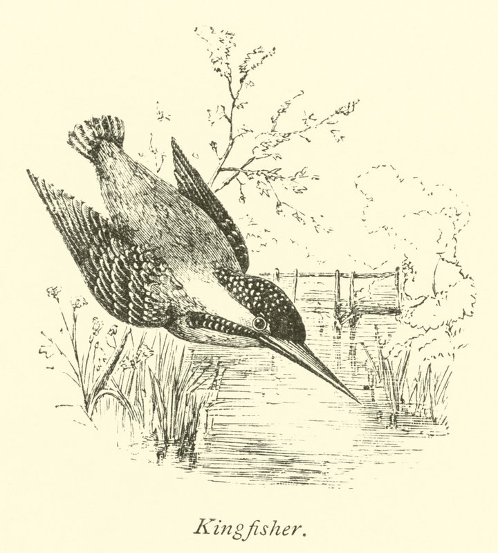 Martín pescador de English School
