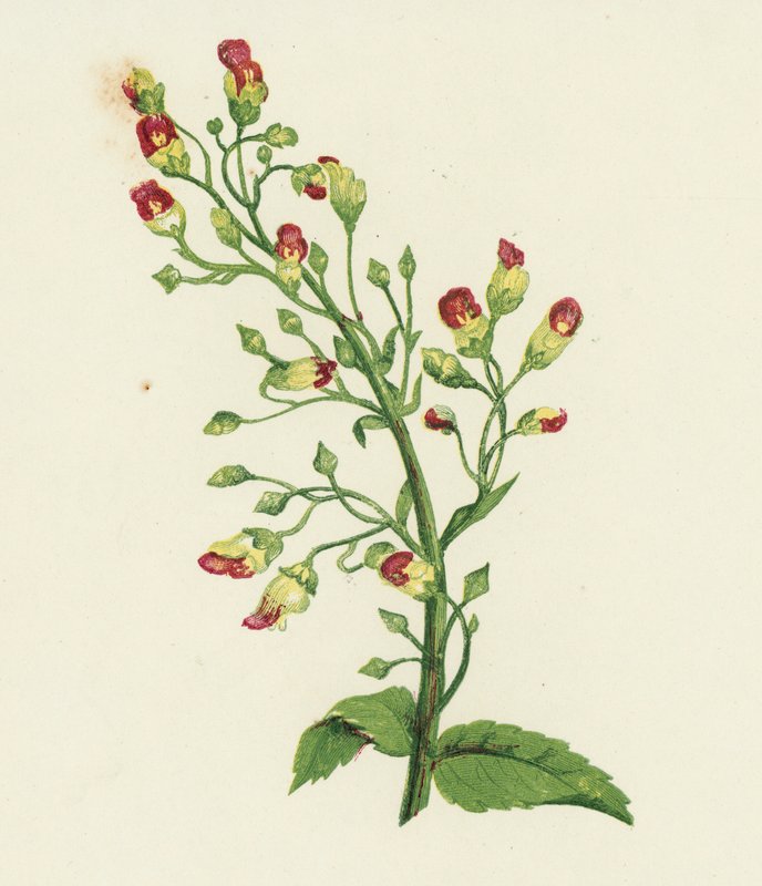 Scrophularia Nodosa (litografía en color) de English School