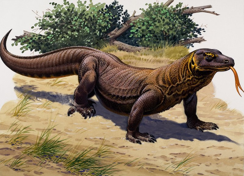 Dragón de Komodo (gouache sobre papel) de English School