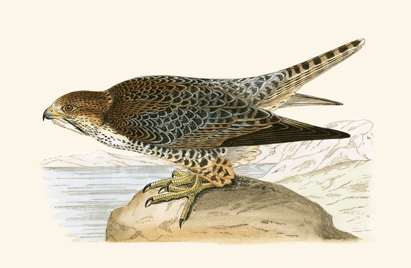 Halcón lanario, ilustración de 
