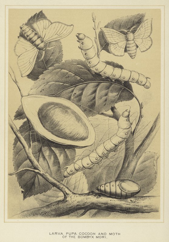 Larva, pupa, capullo y polilla del Bombyx mori de English School