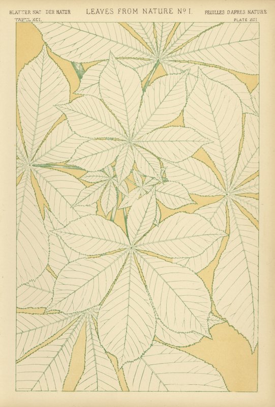 Hojas de la Naturaleza de English School