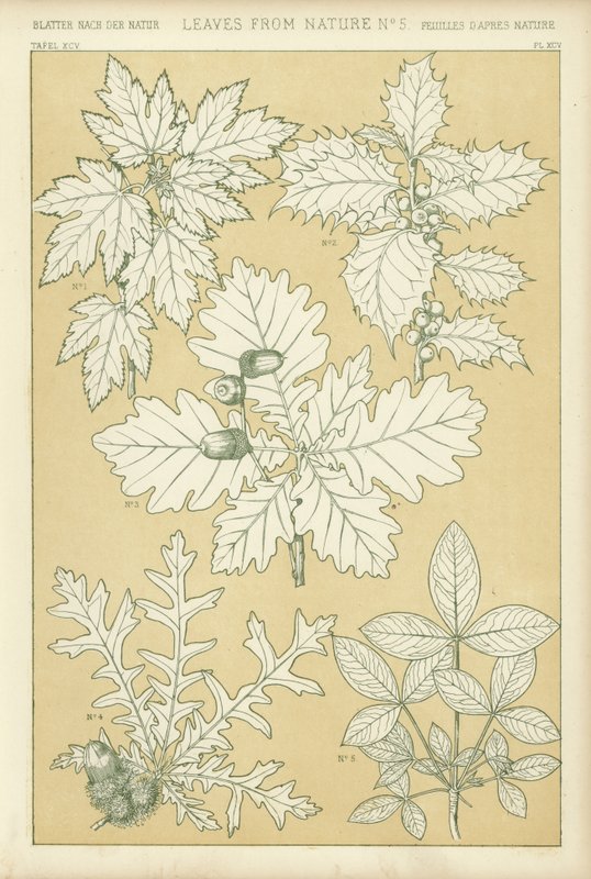Hojas de la Naturaleza de English School