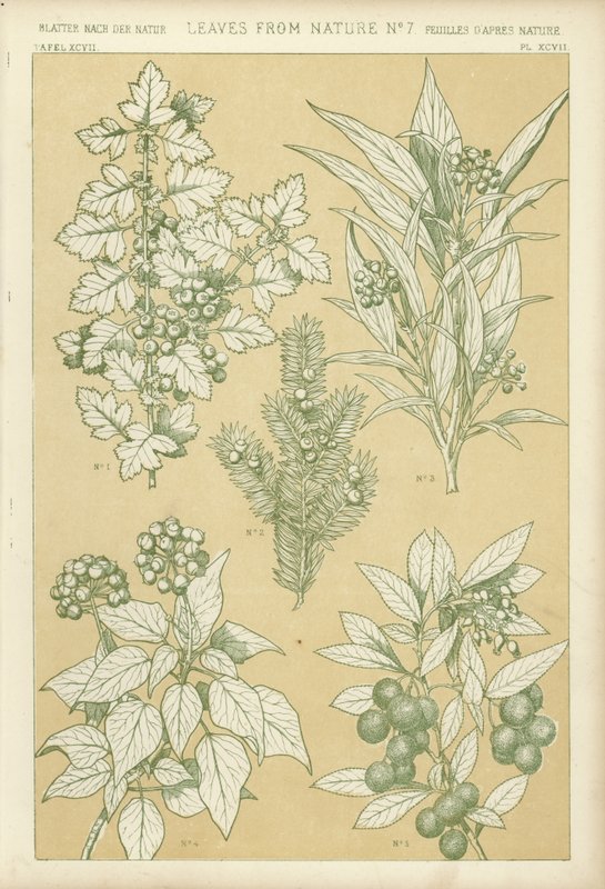 Hojas de la Naturaleza de English School