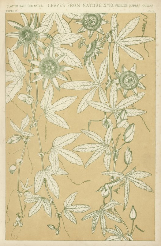 Hojas de la Naturaleza de English School