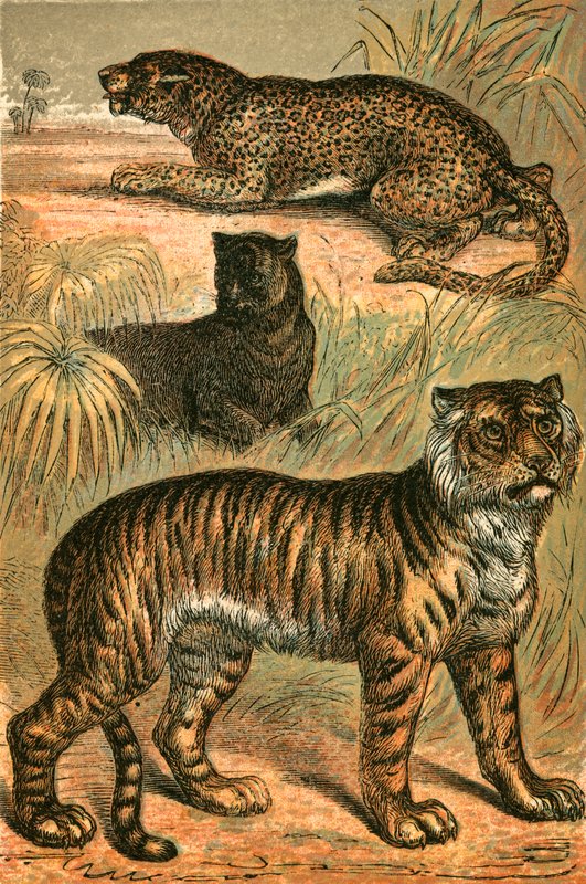 Leopardo, Pantera Negra y Tigre de English School