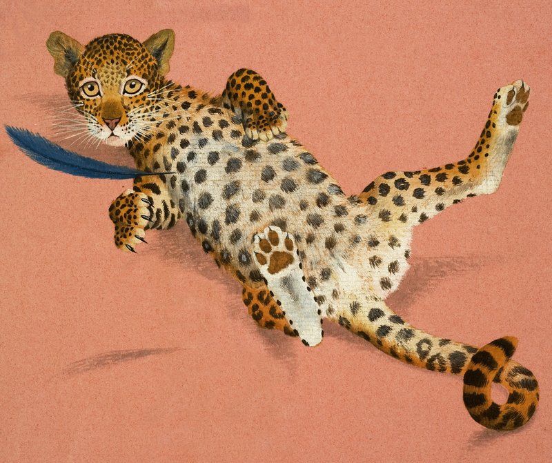 Cachorro de leopardo de English School
