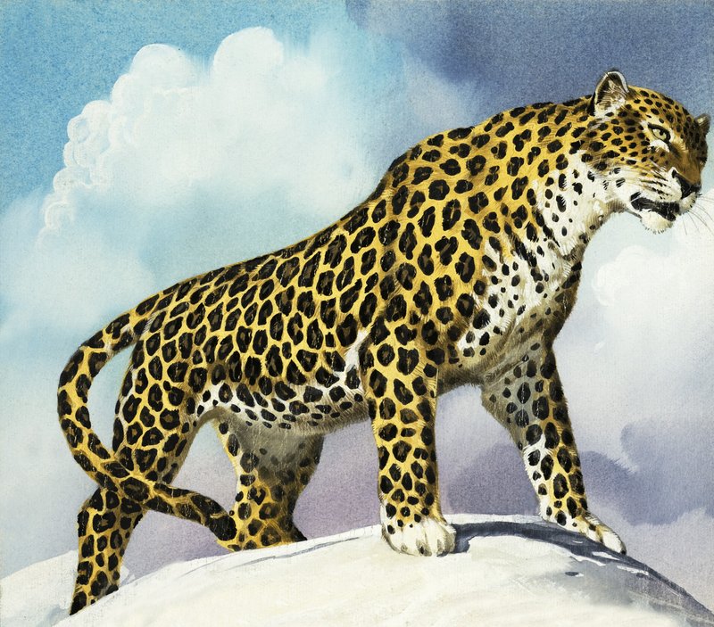 Leopardo en la nieve de English School