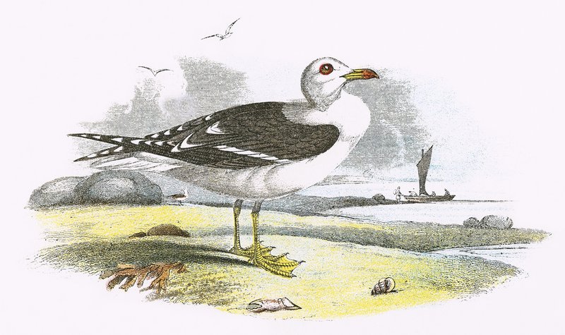 Gaviota sombría de English School