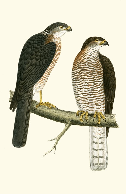 Gavilán levantino, ilustración de 