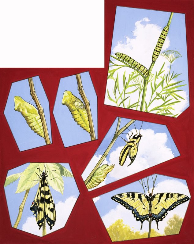 Ciclo de vida de la mariposa de English School