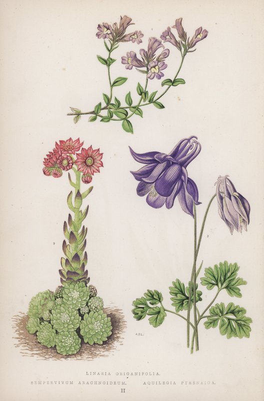 Linaria Origanifolia; Sempervivum Arachnoideum; Aquilegia Pyrenaica (litografía en color) de English School
