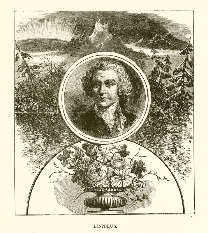 Linnaeus de English School