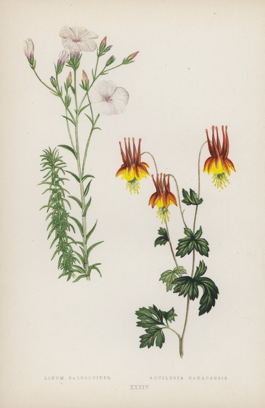 Linum Salsoloides; Aquilegia Canadensis de English School