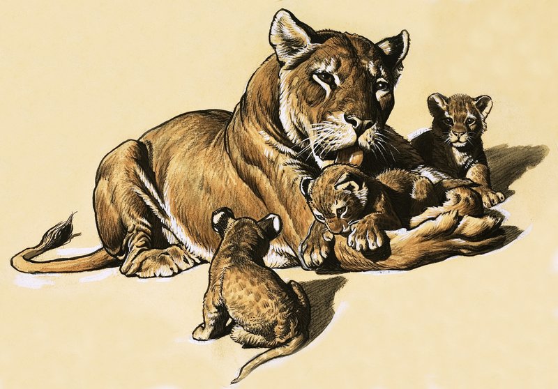 Cachorros de león de English School