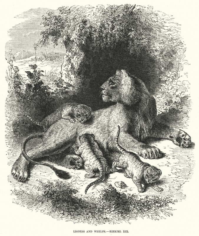 Leona y cachorros, Ezequiel XIX (grabado) de English School