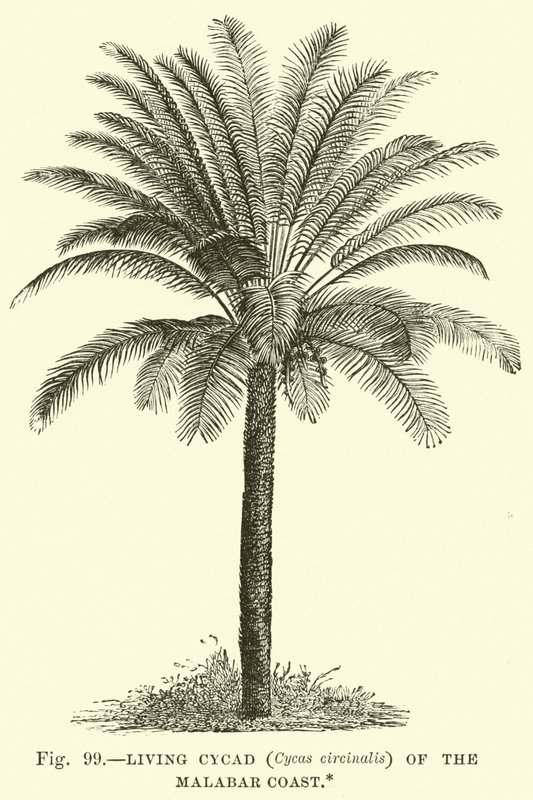 Cícada Viva (Cycas circinalis) de la Costa de Malabar de English School