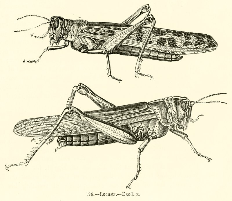 Langostas, Éxodo x de English School