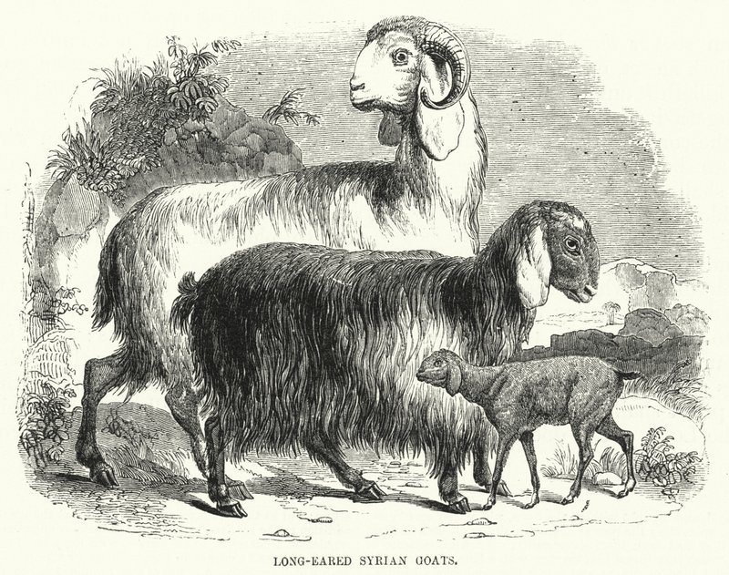 Cabras Sirias de Orejas Largas de English School