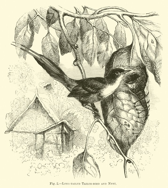 Pájaro sastre de cola larga y nido de English School