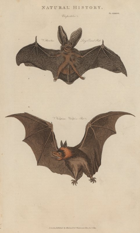 Murciélago orejudo y murciélago vampiro de English School