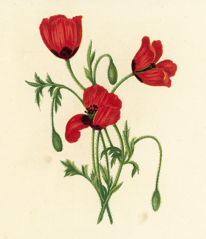 Amapola de cabeza espinosa larga, Papaver Argemone (litografía en color) de English School