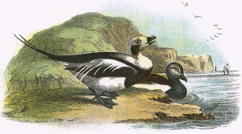 Pato de cola larga de English School